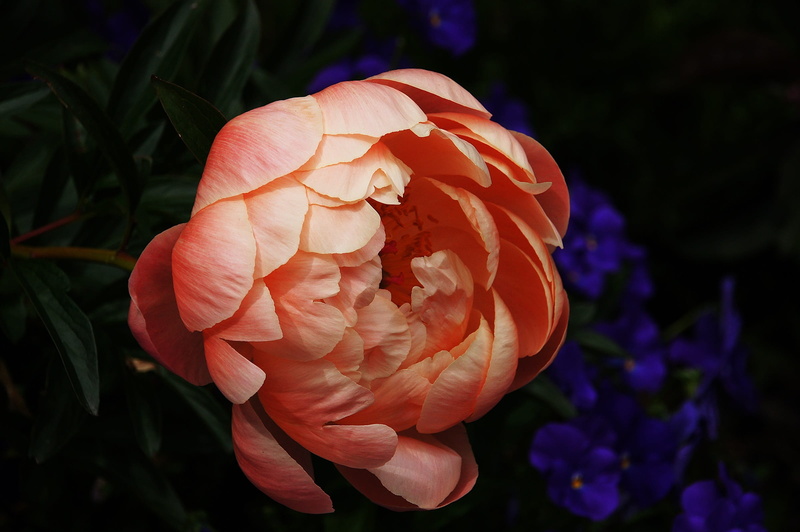 bloom, rose - flower, petal, outdoors, rose, blossom, 1080P, close-up, petals, plant, nature, flowering plant, vulnerability, springtime