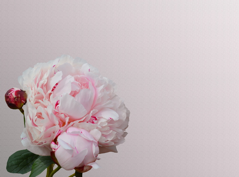 springtime, bunch of flowers, bloom, petal, pink, pink flower, white color, bouquet, decoration, copy space, vulnerability, flower, studio shot, still life