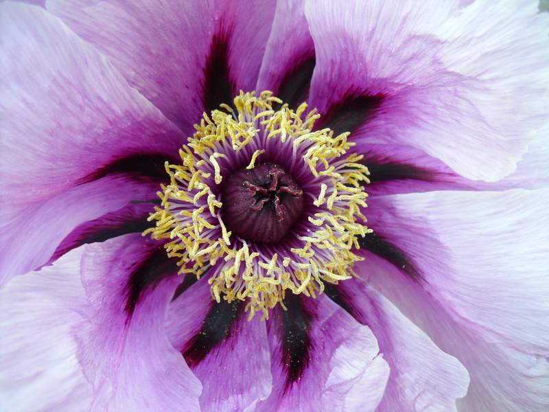 outdoors, fragility, white, natural, 4K, peony, petal, freshness, abstract, petaled, gardening, design, beauty in nature, photo, nature, flowering plant