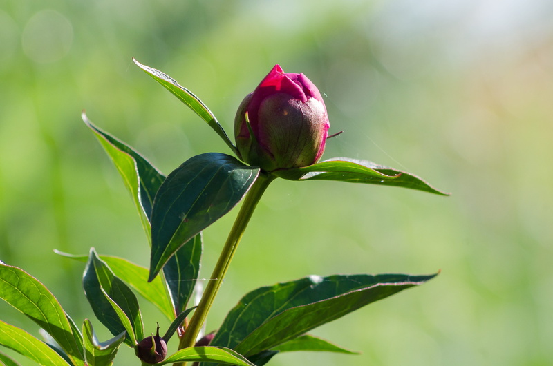 bloom, flower garden, pink flower, peony, plant part, fragility, petal, leaf, paeonia, flower head, focus on foreground, pink, nature, flowering plant