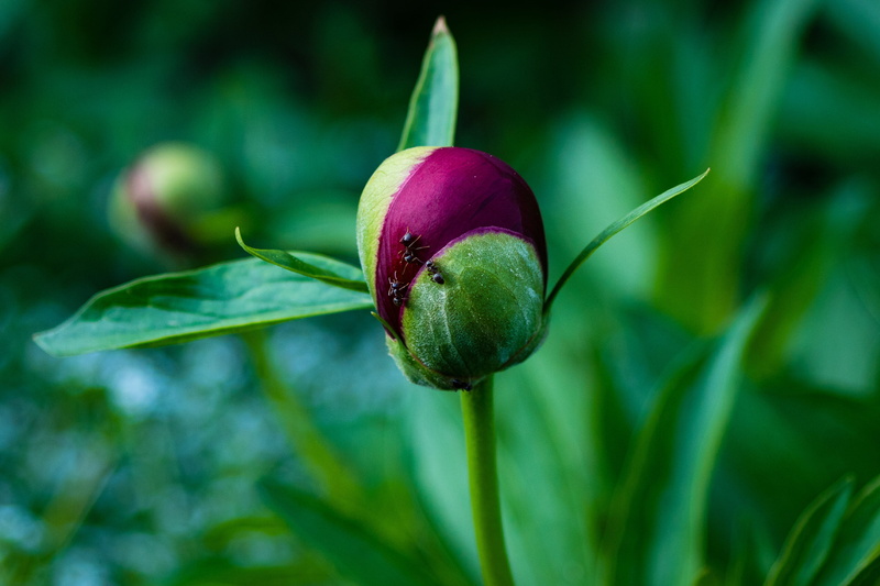 plant part, close-up, bloom, ants, fruit, no people, nature, flower garden, plant, paeonia, freshness, green color, beauty in nature, food, close, red