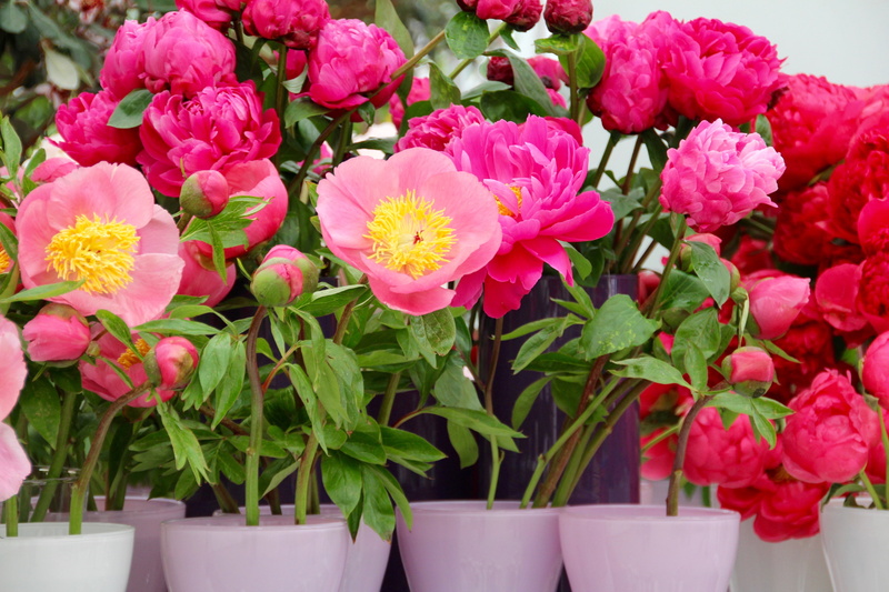 plant part, outdoors, close-up, pink, nature, red, paeoniaceae, inflorescence, potted plant, freshness, flowers, flora, flower pot, vulnerability, flower arrangement