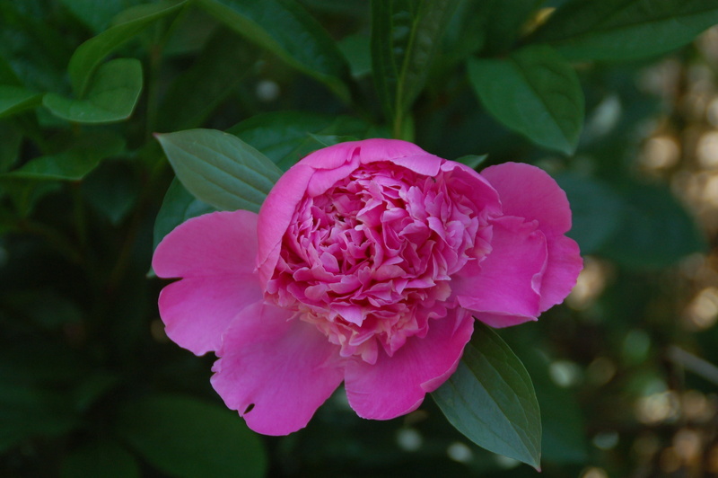 paeonia, peony, fragility, freshness, plant, bush, rose - Flower, summer, plant part, focus on foreground, no people, flowering plant, growth, outdoors