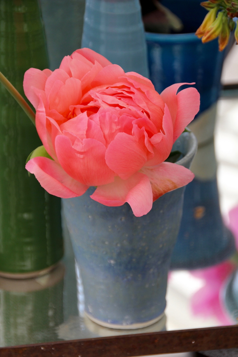 shrub peony, paeonia, inflorescence, outdoors, rose, rose - flower, no people, pentecost rosengewächs, blossom, freshness, petal, pink color, bloom, flower