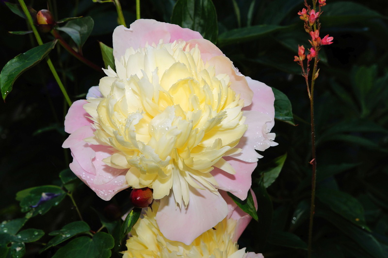 nature, blossom, plant part, sweet, focus on foreground, white, peony, close-up, 5K, purity, leaf, close, pollen, bloom, beauty in nature, fragility, growth