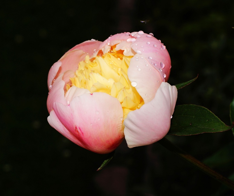freshness, live awakened, flower, paeonia, macro, springtime, close-up, outdoors, rise out of the, beautiful, dew, pink color, petal, plant, softness, flower head