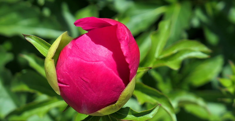 nature, inflorescence, growth, bud, green color, purple, vulnerability, freshness, fragility, pentecost rosengewächs, ornamental plant, flower Head, pink