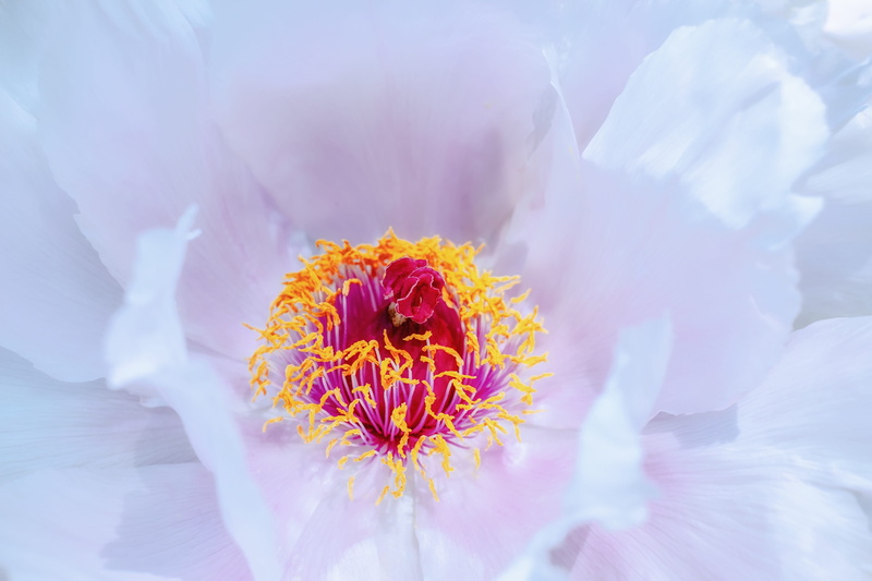 fragility, inflorescence, tree peony, beauty in nature, bloom, paeonia, selective focus, outdoors, peony, stamen, white, flowering plant, springtime, pentecost rosengewächs