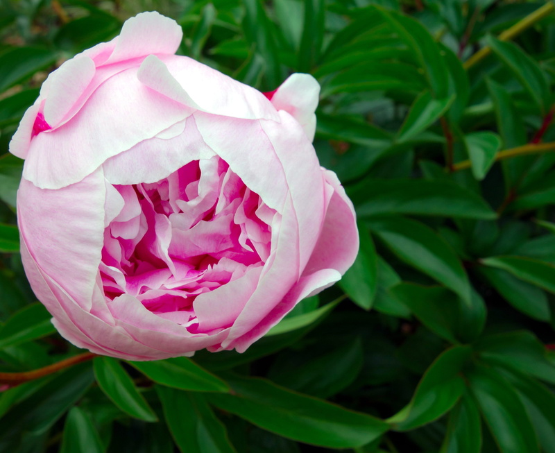 rose - flower, flora, lush, no people, peony, peony bloom, rose, close up, leaf, focus on foreground, freshness, pink, beauty in nature, flower, double flower