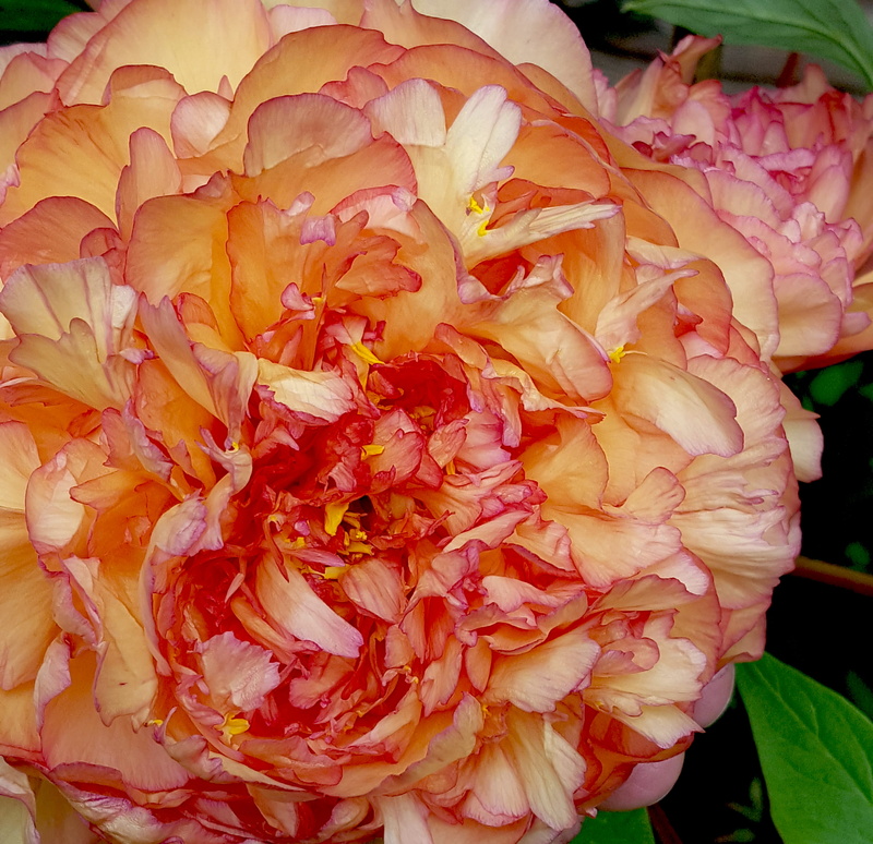 pink, stamen, beauty in nature, bouquet, nature, petal, paeonia, bunch of flowers, outdoors, flower bed, inflorescence, botany, flower arrangement, growth