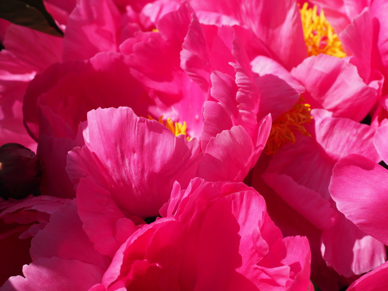 no people, petal, pink, backgrounds, tree peony, pink color, vibrant color, freshness, vulnerability, flower head, paeonia, flower, plant, paeonia suffruticosa