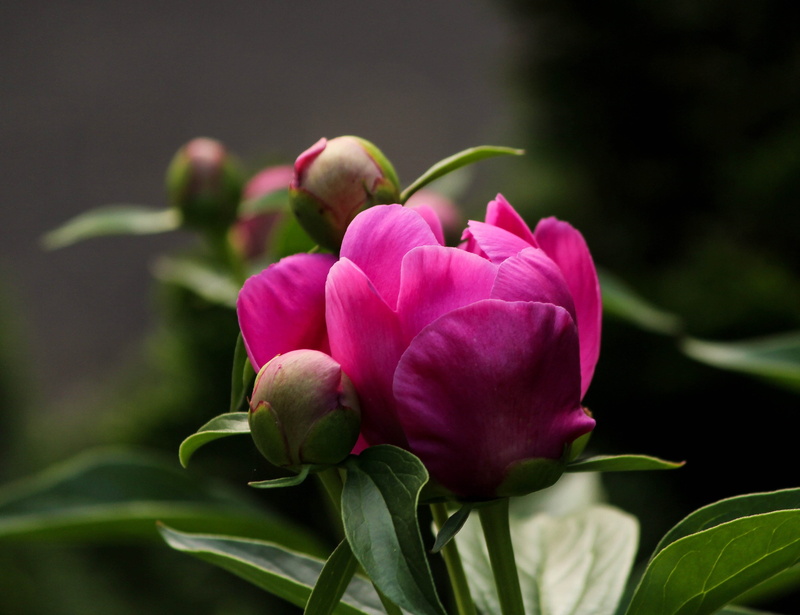 pink flower, Pink, close-up, plant part, nature, photo, paeonia, Fuchsia, fragility, peony, freshness, petaled, Color, peony bud, purple, outdoors, leaf
