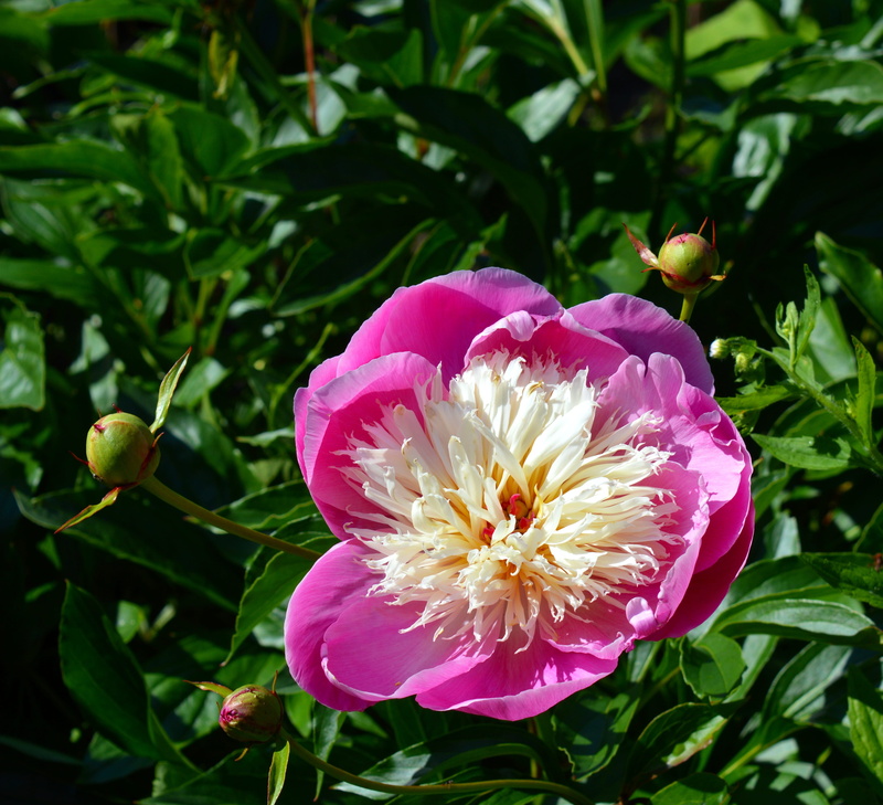 garden, spring, pink color, plant, softness, petal, pink and white, blossom, plant part, beauty in nature, beautiful, flower head, no people, Nature, close-up