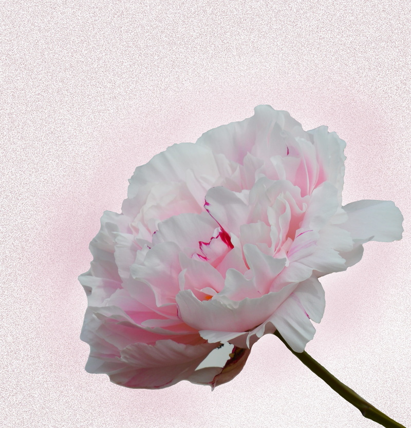 flower, inflorescence, peony, 2K, Carnation, flower head, indoors, bloom, studio shot, beauty in nature, no people, vulnerability, flowering plant, close-up