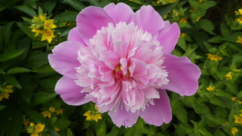 growth, purple, inflorescence, peony, 4K, filled, focus on foreground, pink flower, flower head, beauty in nature, pollen, pink color, spring, vulnerability