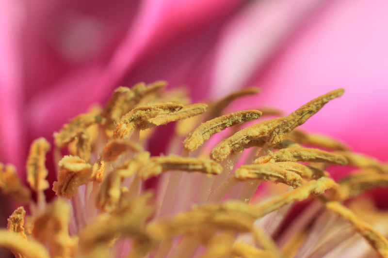 closeup photography, close-up, Paeonia suffruticosa, 牡丹, ぼたん, yellow, resolution, bud, ボタン, 5K, 花, Paeonia  suffruticosa, nature, closeup, 5D  Mark II