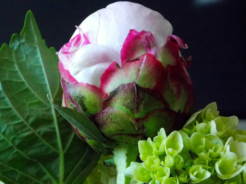 romance, rose, pink color, beauty in nature, bouquet, grow, design, peony, fragility, no people, inflorescence, spring, petal, black background, green
