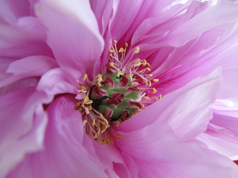 2K, pink Color, flower Head, G7, hi  res, summer, ぼたん, plant, 花, petal, 牡丹, close-up, nature, Peony, resolution, Paeonia suffruticosa, flower, suffruticosa