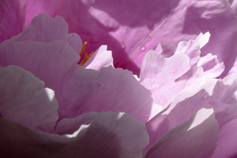 paeonia, petaled, softness, backgrounds, studio shot, fragility, freshness, beauty in nature, selective focus, peony, pentecost, pink, inflorescence, spring