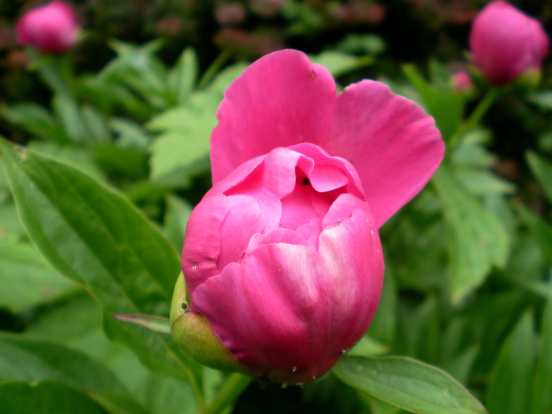 flowering plant, plant, focus on foreground, outdoors, leaf, pink color, nature, Peony, vulnerability, no people, petal, inflorescence, 2K, beauty in nature