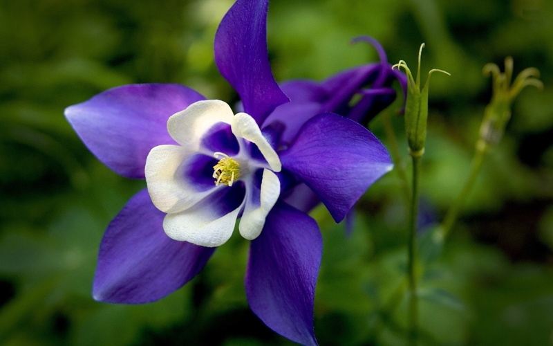Purple Flower, Flowers, Columbine, Close-Up, 1080P, Earth, Flower
