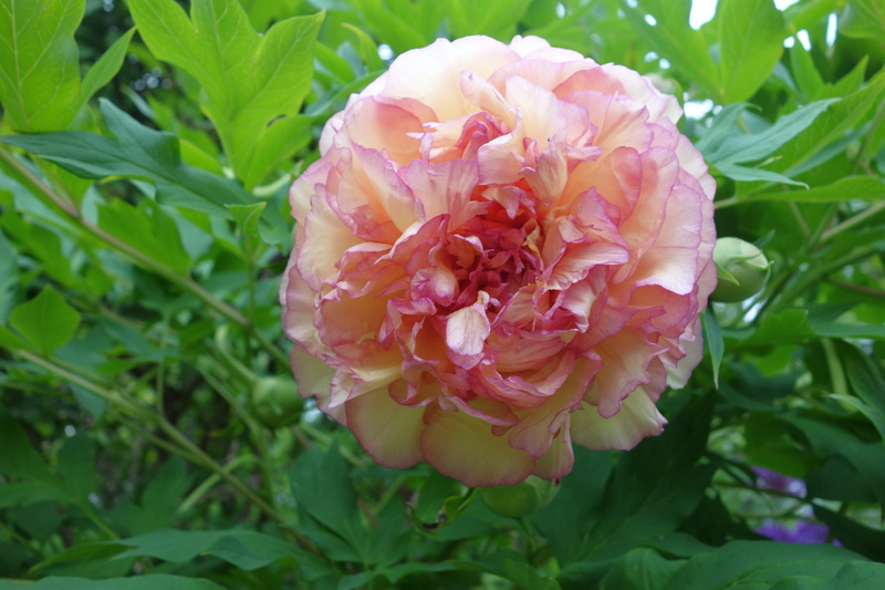 growth, no people, springtime, plant, green color, 5K, vulnerability, garden, leaf, rose, close-up, flower, flower head, freshness, ornamental plant, outdoors