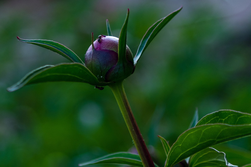 flower garden, petal, 2K, close, purple, fragility, pentecost rosengewächs, flower, bloom, ants, beginnings, bud, close-up, shrub, flower head, leaf, green color