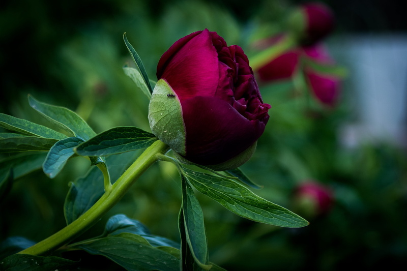 nature, growth, flower peony, sepal, pentecost rosengewächs, petal, outdoors, inflorescence, paeonia, fragility, freshness, ants, plant part, focus on foreground