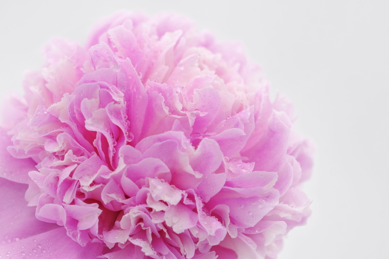 no people, wet, pink color, purple, pentecost rosengewächs, flower arrangement, close-up, softness, dripping, dew, greeting, blossom, water dripping, wellness