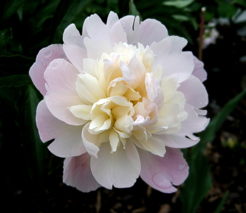 close-up, clustered, fragility, petal, blossom, beauty in nature, flowering plant, plant, pink color, pink, white, white color, focus, peony, 2K, growth