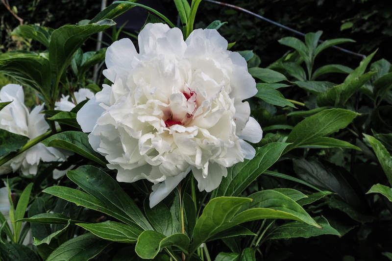 Shrub, nature, fragility, vulnerability, 2K, flowering plant, white, petal, leaf, beauty in nature, Peony, focus on foreground, close-up, white color