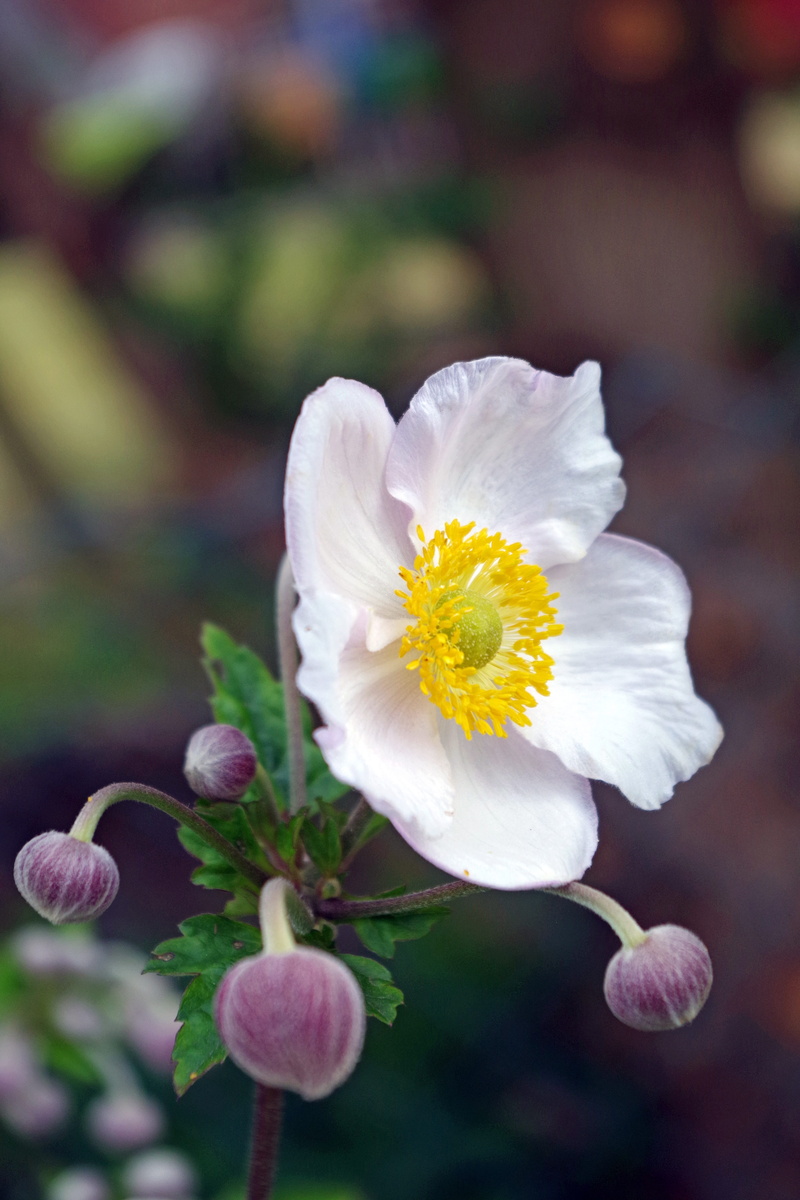 flower garden, petal, close up, spring, vulnerability, freshness, outdoors, plant, bud, blossom, close-up, pollen, 5K, pentecost, garden, flower, ornamental plant