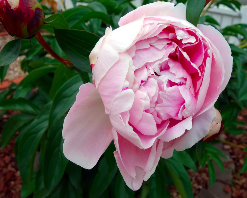 beauty in nature, 4K, flowering plant, pink color, no people, peony, pink, garden, lush, freshness, nature, vulnerability, plant part, leaf, close-up