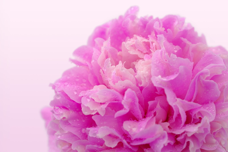 pink color, flower arrangement, dewdrop, bloom, softness, flowering plant, studio shot, beauty in nature, wellness, dripping, rose, dew, coupon, flower