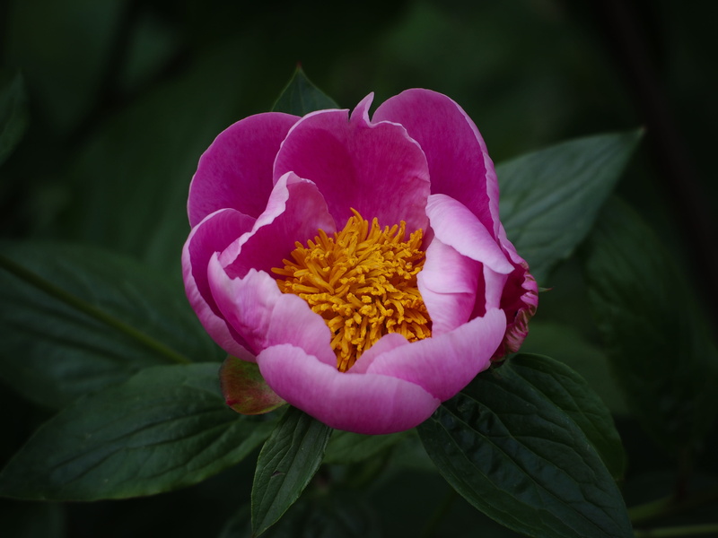 pink, paeonia suffruticosa, plant, inflorescence, pollen, flowering plant, nature, flower head, flora, vulnerability, freshness, beauty in nature, pink color