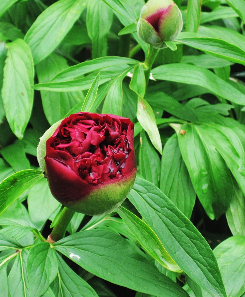 beauty in nature, red, outdoors, petals, bloom, Baby Rose, growth, green color, fragility, Rose, blossom, flower, bloom and bud, plant part, park, nature