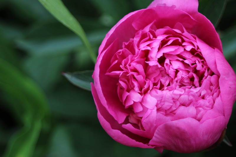 photography, shrub, peony, beautiful, blossom, bed planting, nature, petal, rose, tender, vulnerability, filled, focus, saxifrage like, beauty, pentecost rosengewächs