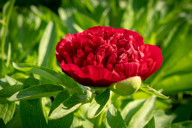 fragility, beauty in nature, growth, flowering plant, flower, freshness, garden, flower head, vulnerability, green color, close, paeonia, petal, close-up