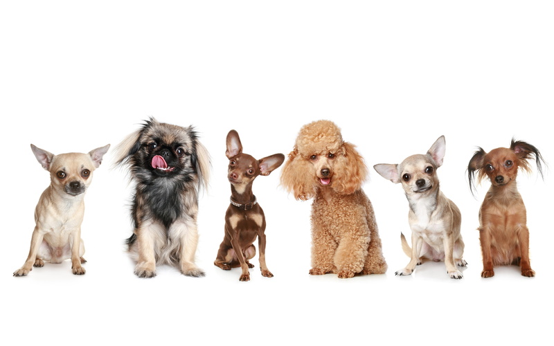 pickiness, pets, looking At Camera, two Animals, group Of Animals, copy Space, friendship, full Length, Pinscher, canine, sitting, toy Terrier, domestic Animals