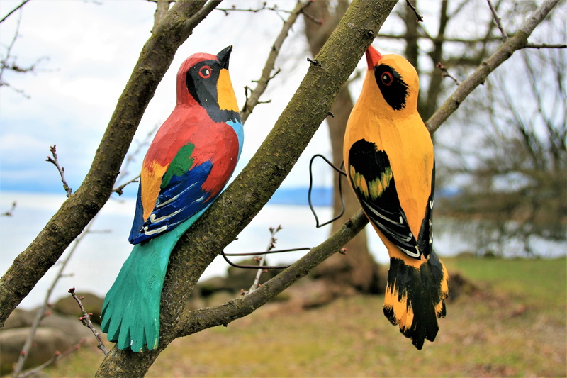 scenically, canopy, branch, multicolored, multi colored, macaw, romance, yellow, color, closeup, bird, wooden, seasons of the year, mood, animals in the wild