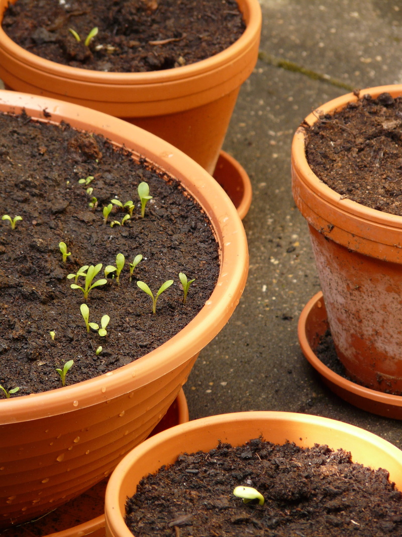 no people, flowerpot, 2K, growth, young, Seed, nature, ceramic, vegetable Garden, planting, cultivated, beauty in nature, outdoors, mud, Plant, springtime