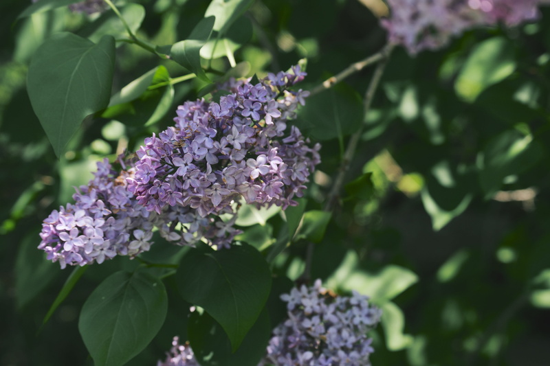 flowering plant, light, outdoors, inflorescence, bunch of flowers, spring, bush, plants, united states, lavender, purple, fragility, botany, focus on foreground