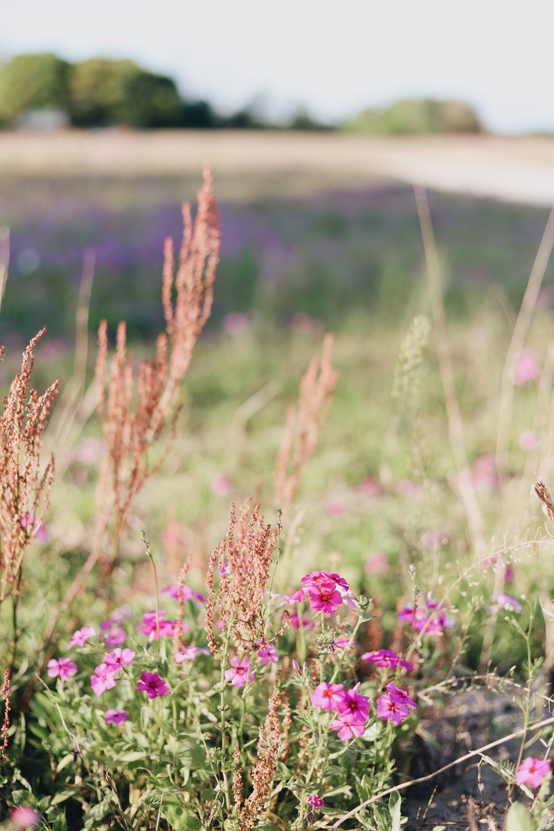 spring, pink color, plant, no people, land, blossom, fragility, wildflowers, nature, purple, close-up, flowering plant, vulnerability, flowers, fort white