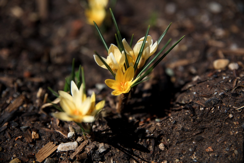 flower head, new york, light, united states, growth, 8K, macro, yellow, day, petal, focus on foreground, outdoors, crocus, beauty in nature, flower, inflorescence