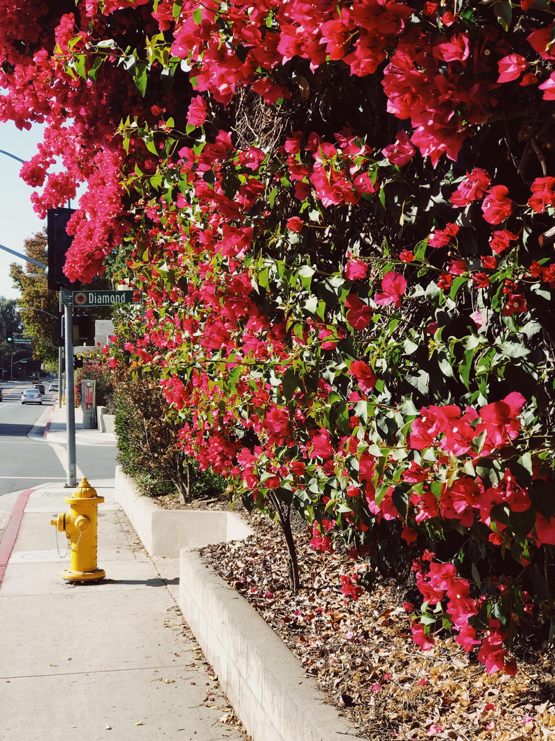 footpath, south pasadena, tree, no people, sidewalk, springtime, 1146 diamond ave, pink color, nature, freshness, diamond, 4K, suburban, flower pot, red