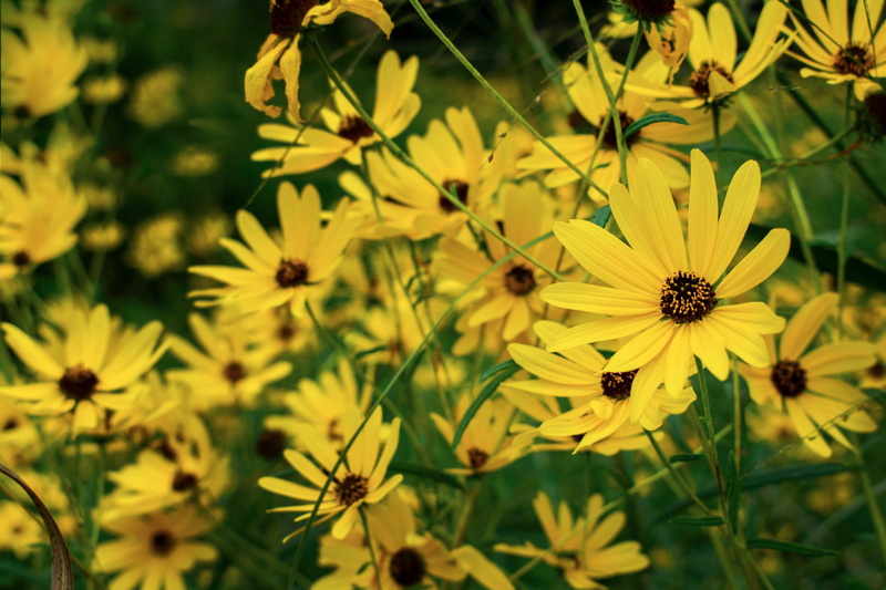 5K, asteraceae, houston, central houston, potted plant, flowering plant, nature, yellow, flower, daisy, no people, freshness, pollen, summer, plant, outdoors