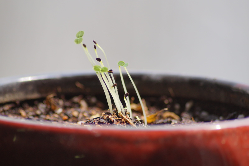 food, small, tea - hot drink, green Color, day, selective focus, leaf, bud, gardening, dirt, plant, sapling, Spring, beginnings, no people, close-up, indoors