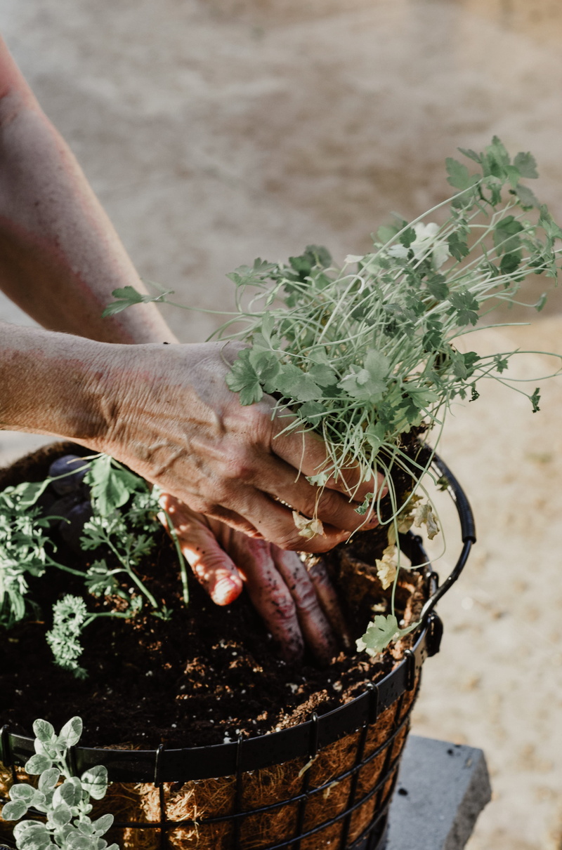 summer, leaf, planting, garden, ivy, men, hand, green, real people, herb, flower, grow, love, vase, freshness, outdoors, pot, human body part, nature, 5K