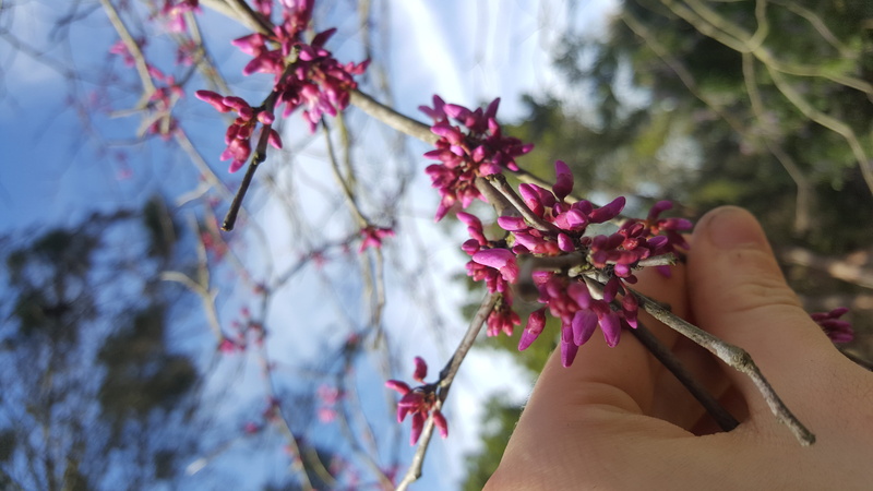 bud, lupin, freshness, body part, canyon lake, planting, lilac, real people, human finger, pollen, anther, focus on foreground, blossom, personal perspective