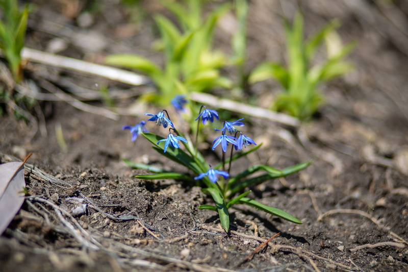 no people, michigan, spring, green, fragility, united states, growth, flower head, petal, purple, crocus, garden, blue, inflorescence, plant, vulnerability